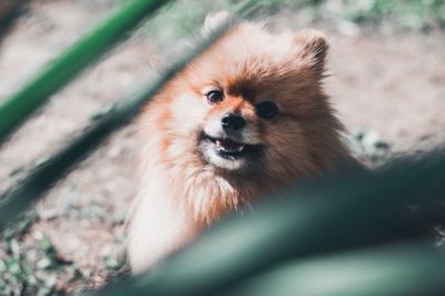 Portrait of dog looking away