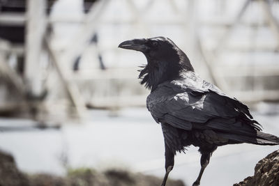 Close-up of raven