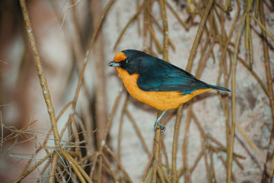 Close-up of bird perching on branch