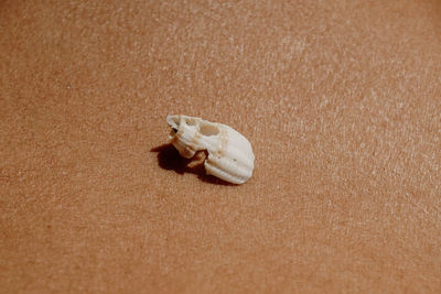 High angle view of a shells on sand