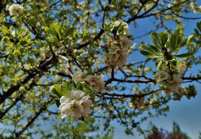 Low angle view of cherry blossoms against sky