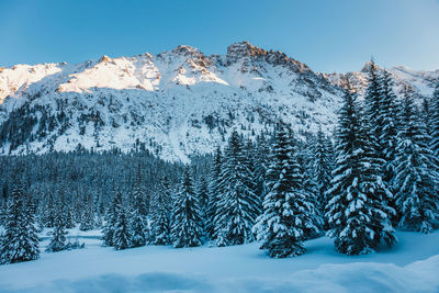 Snow covered land and trees against sky