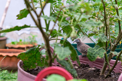 Bird perching on a plant