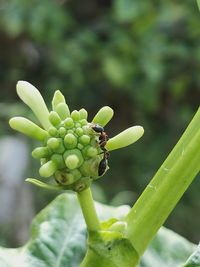 Close-up of insect on plant