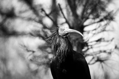 Close-up of a bird