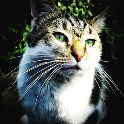 Close-up portrait of cat