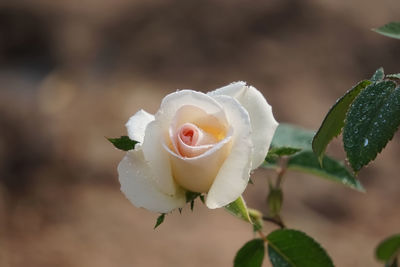 Close-up of white rose with pink line on top of petal 