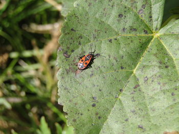 Rare african insect beetle on green leaf of plant