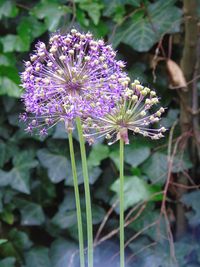 Close-up of purple flowering plant on field
