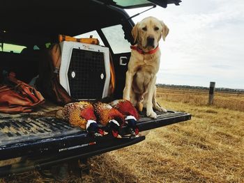 Dog with camera in background