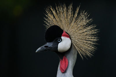 Close-up of a bird against black background