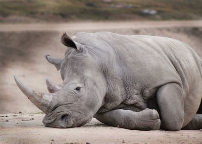 Rhinoceros relaxing on field