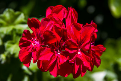 Close-up of red hibiscus blooming outdoors