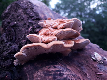 Close-up of mushrooms growing on tree trunk