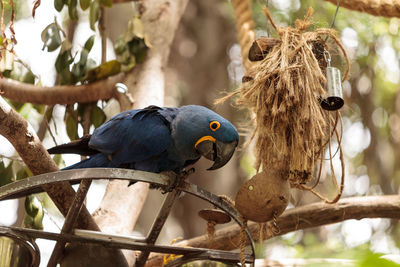 Close-up of parrot perching on branch