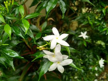 Close-up of white flowering plant