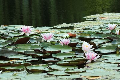 Close-up of pink lotus water lily in pond