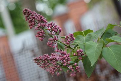 Close-up of pink flowering plant