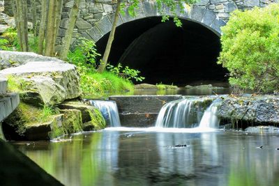 Scenic view of waterfall in forest