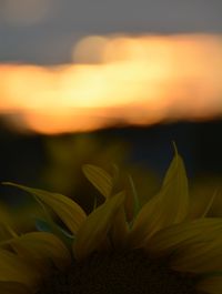 Close-up of yellow flower