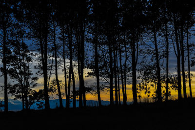 Silhouette trees on field against sky at night