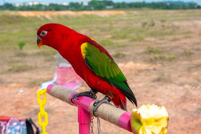 Close-up of parrot perching on branch