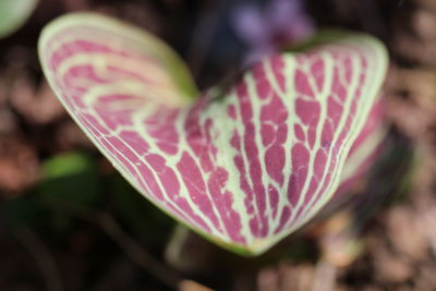 Close-up of pink flower