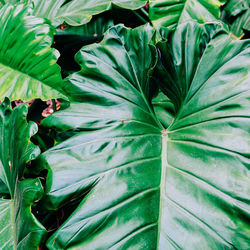 Full frame shot of green leaves