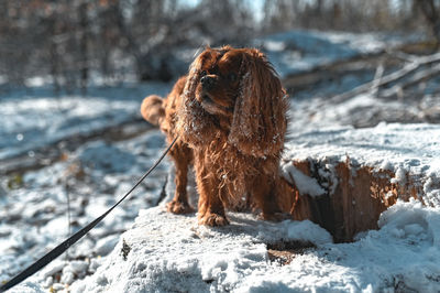 Dog on rock during winter