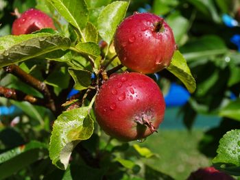 Close-up of strawberries on tree