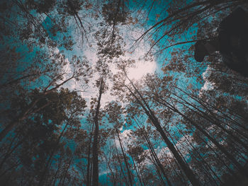 Low angle view of trees against sky