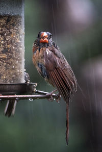 Very wet bird