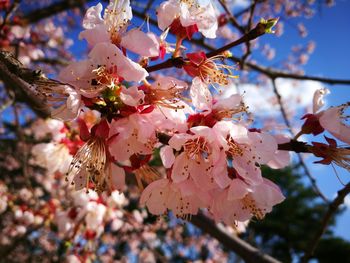 Low angle view of cherry blossoms in spring