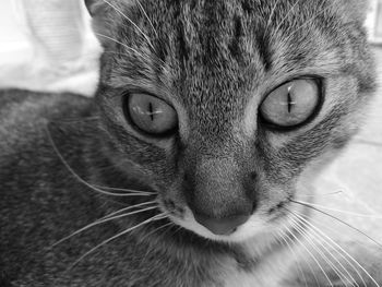 Close-up portrait of cat