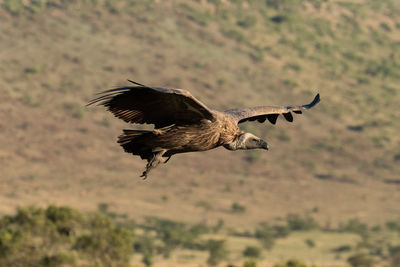 Full length of vulture with spread wings flying over landscape