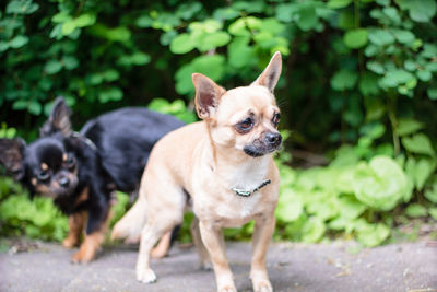 Portrait of dog