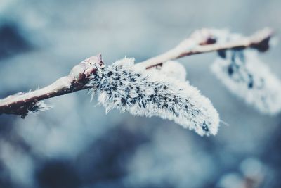 Close-up of frozen plant