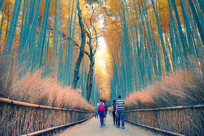 Rear view of people walking on footpath in forest