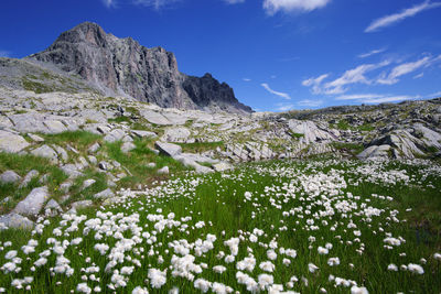 White flowers growing by rocky mountains against sky
