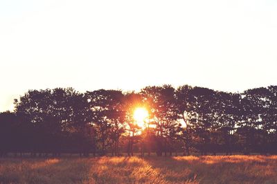 Trees on field against clear sky at sunset