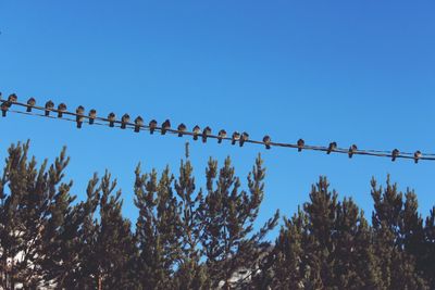 Low angle view of birds perching on tree against clear blue sky