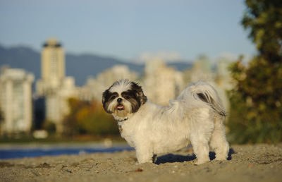 Shih tzu looking at camera against sky