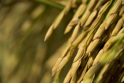 Close-up of wheat crop