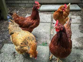 Close-up of rooster in farm