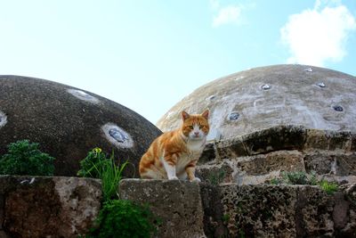 Cat against sky