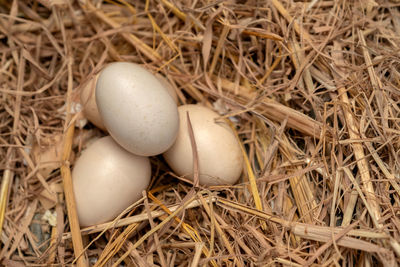 High angle view of eggs in nest