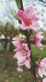 Close-up of pink flowers blooming on tree