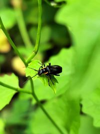 Beetle resting on a leaf