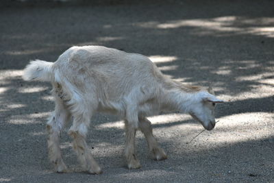 Sheep walking on a field