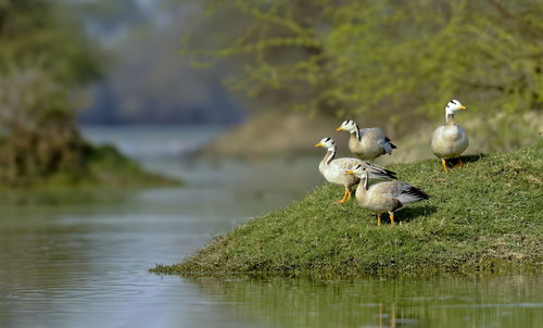 Seagulls perching on a lake